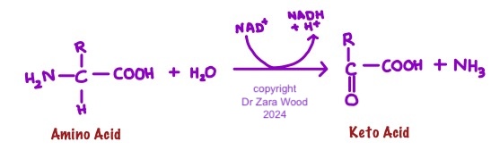 Conversion of amino acids into Keto Acid and Ammonia in the hepatocytes.