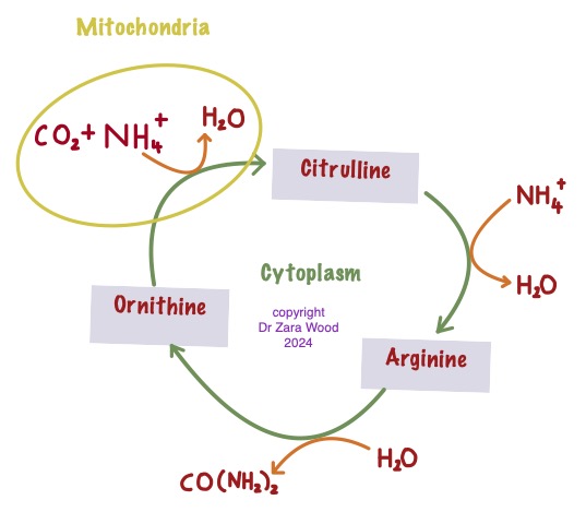 Ornithine Cycle