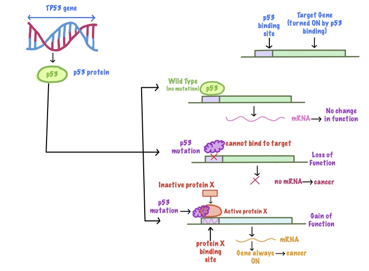 How mutation in the TP53 gene can lead to cancer