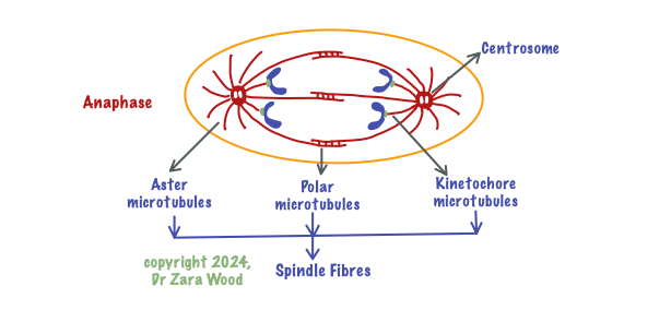 Image showing how sister chromatids are pulled apart by contraction of spindle fibres during Anaphase of Mitosis