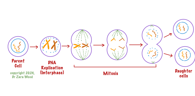 Image showing the process of Mitosis