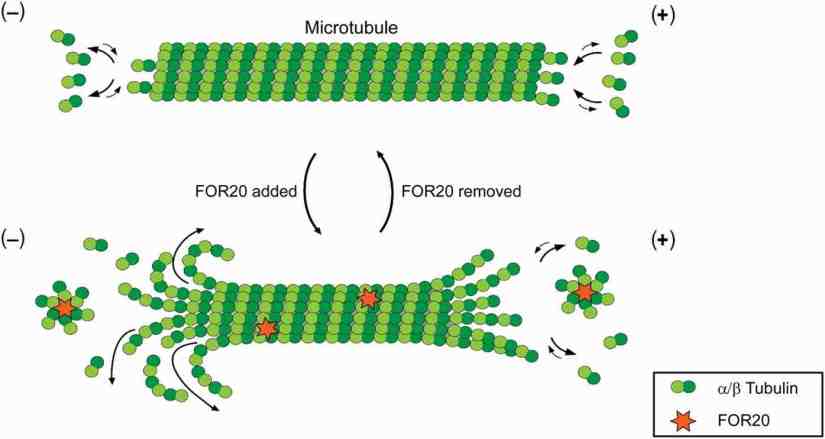 Imagine showing the polymerisation and Depolymerisation of Microtubules